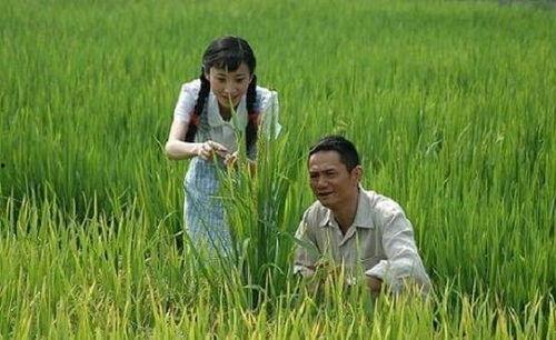 杂交水稻爆料视频完整版,完整版视频深度解析 第1张 杂交水稻爆料视频完整版,完整版视频深度解析 第1张