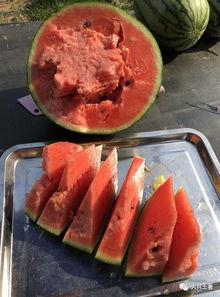 雷州网红吃瓜 第2张 雷州网红吃瓜 第2张